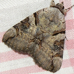 Catocala hymenaea Catocala hymenaea